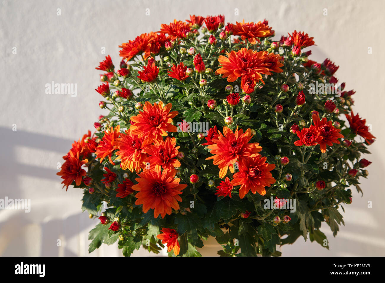 Fioritura di un crisantemo rosso in foglie verdi in un mazzo di fiori Foto Stock