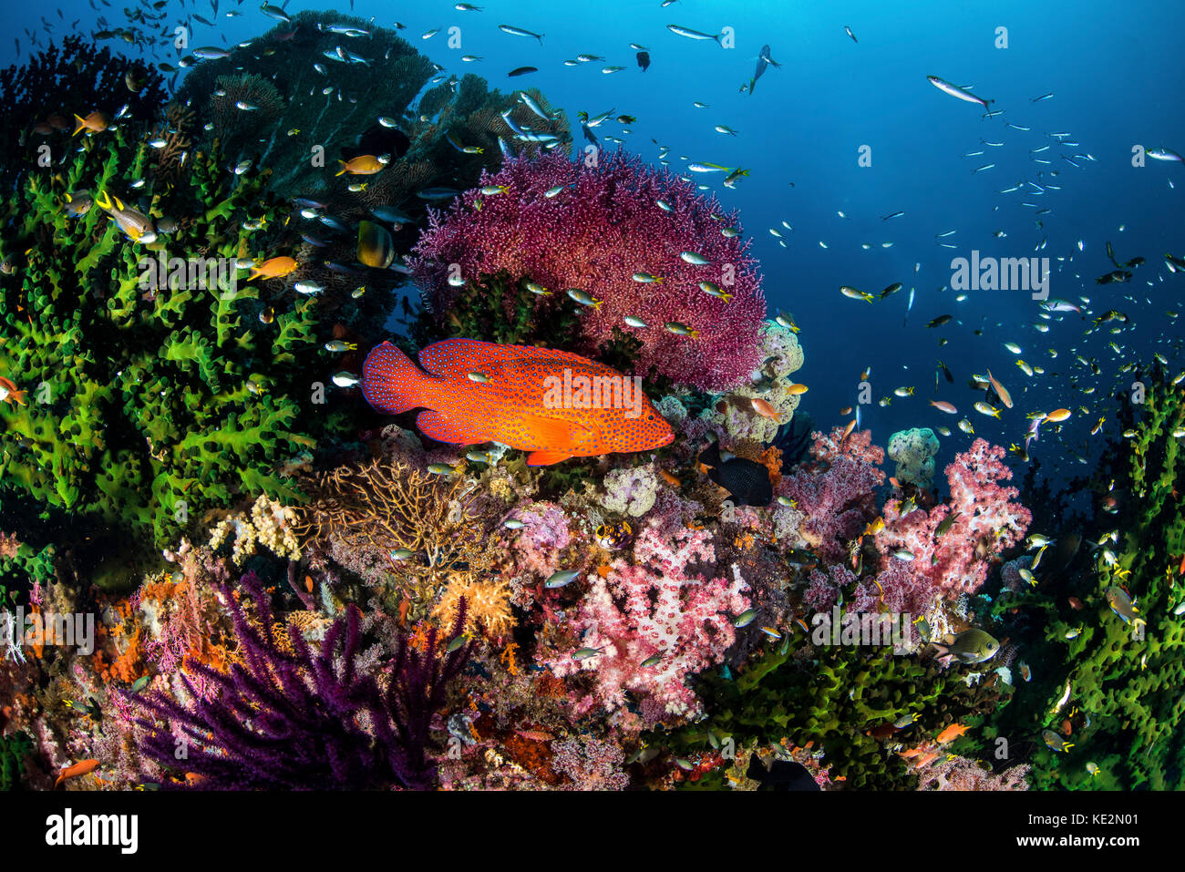 Una cernia corallina nuota tra i coralli di un reef in Indonesia, Raja Ampat, Indonesia. Foto Stock
