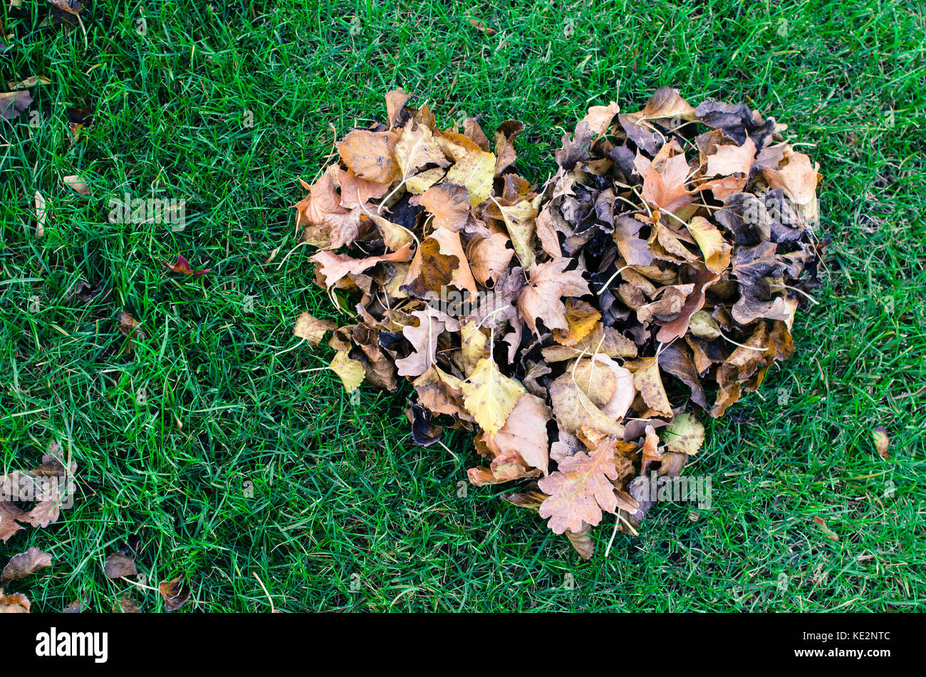 Forma di cuore dal secco Foglie di autunno sull'erba Foto Stock