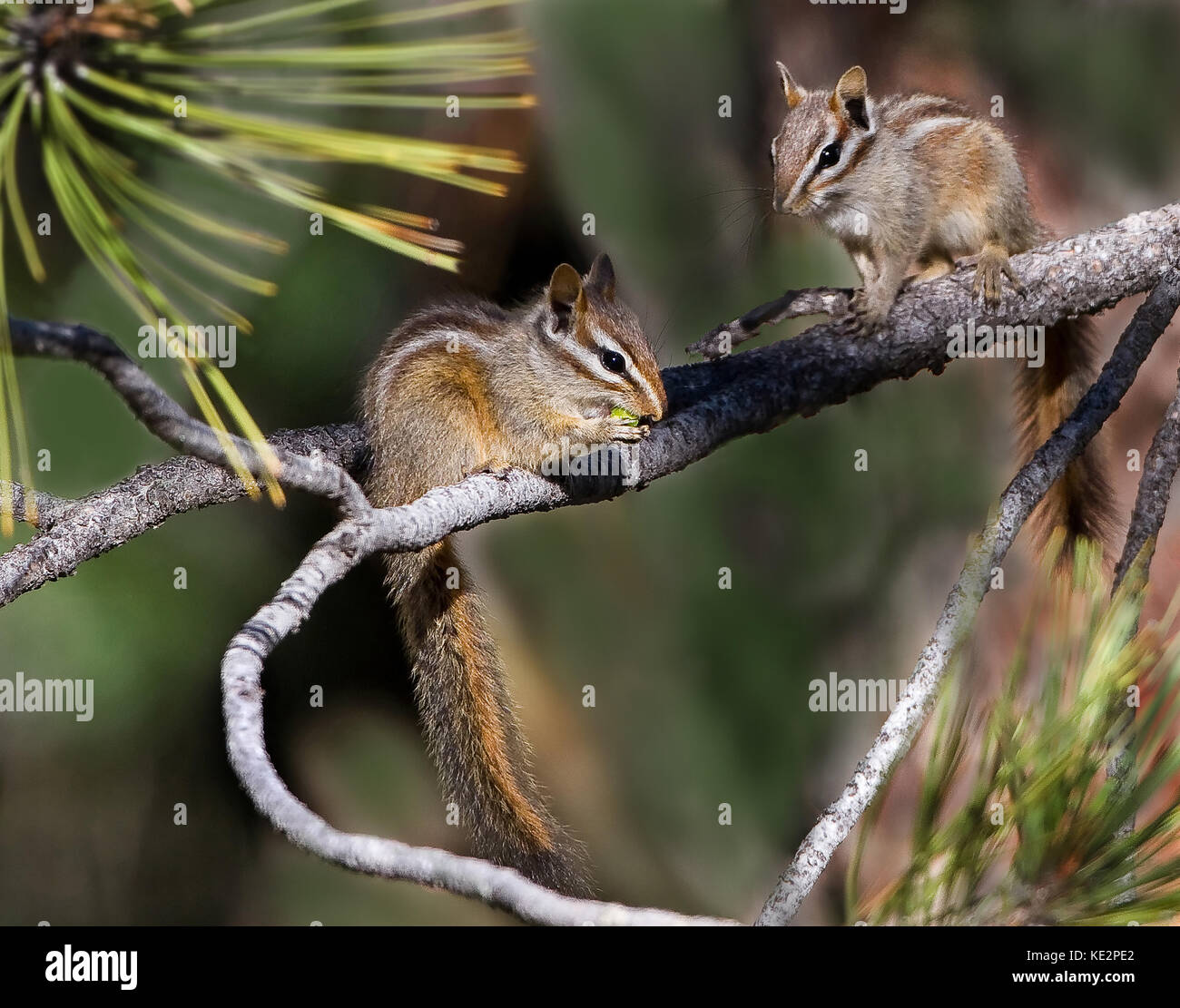 California chipmunks manzanita mangiare i frutti di bosco e pinoli in pino Foto Stock
