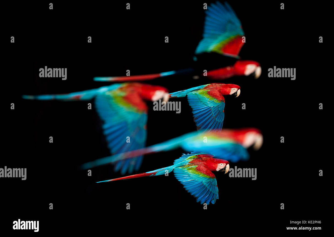 Gruppo di rosso-verde macaws in volo Foto Stock