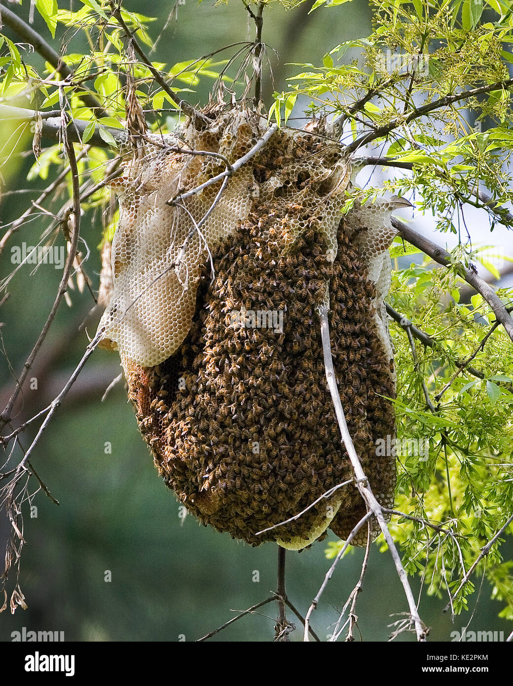 Api di miele su alveare naturale, pettine di miele Foto stock - Alamy