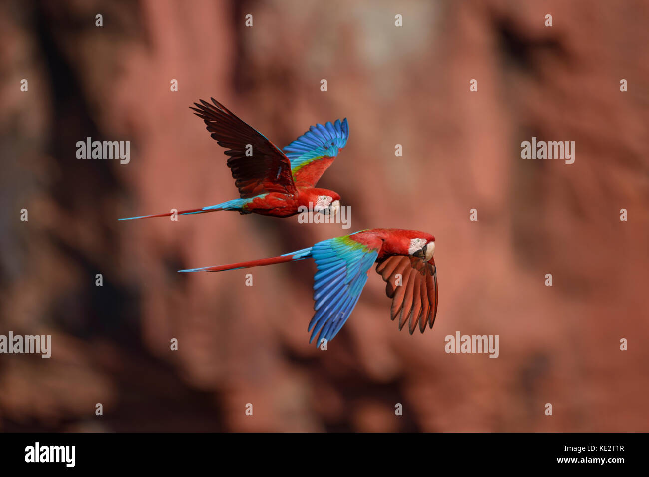 Una coppia di rosso-verde macaws battenti in Brasile Foto Stock
