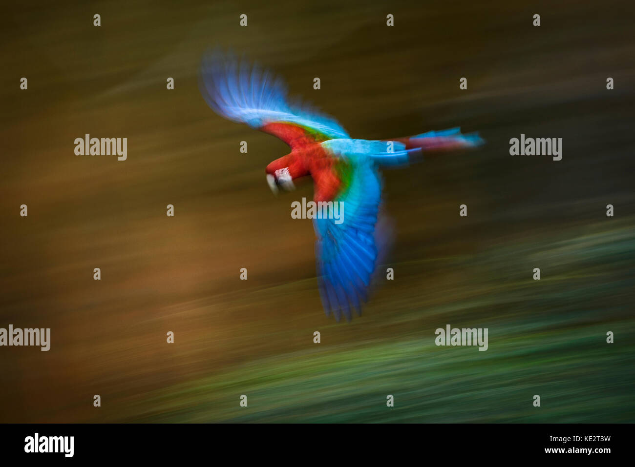 Un rosso-verde macaw in volo Foto Stock