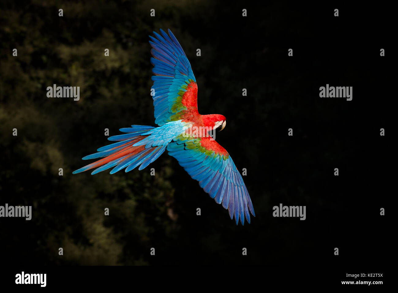 Un rosso-verde macaw fesa volo vista Foto Stock