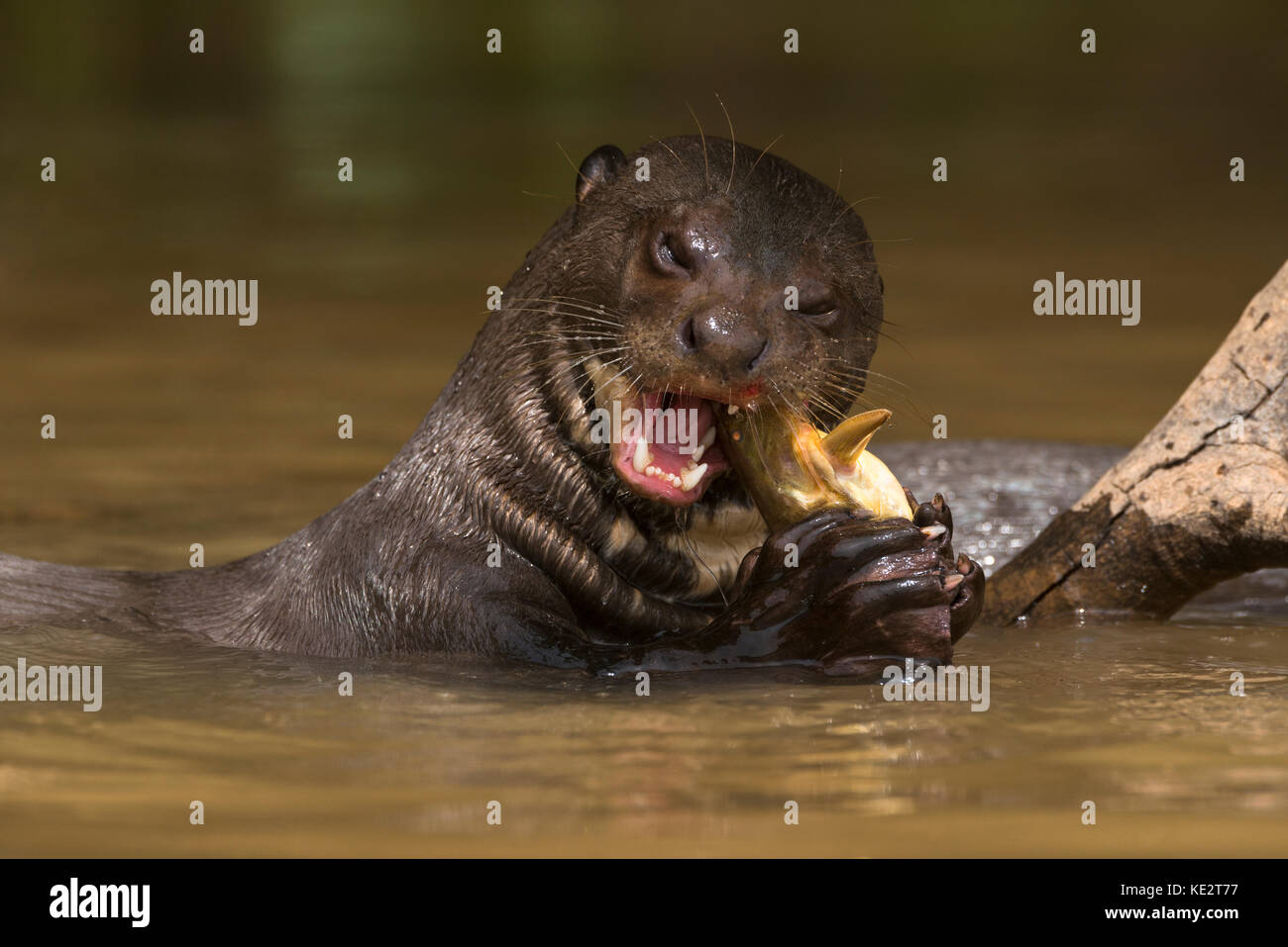 Una Lontra Gigante che mangia un pesce gatto nel Pantanal, Brasile Foto Stock