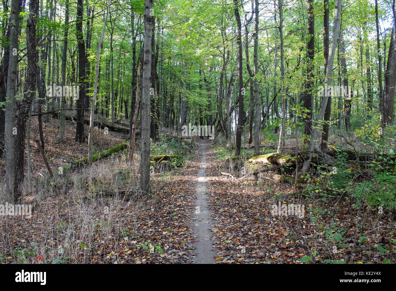 Un autunno camminare con colori autunnali nei boschi Foto Stock