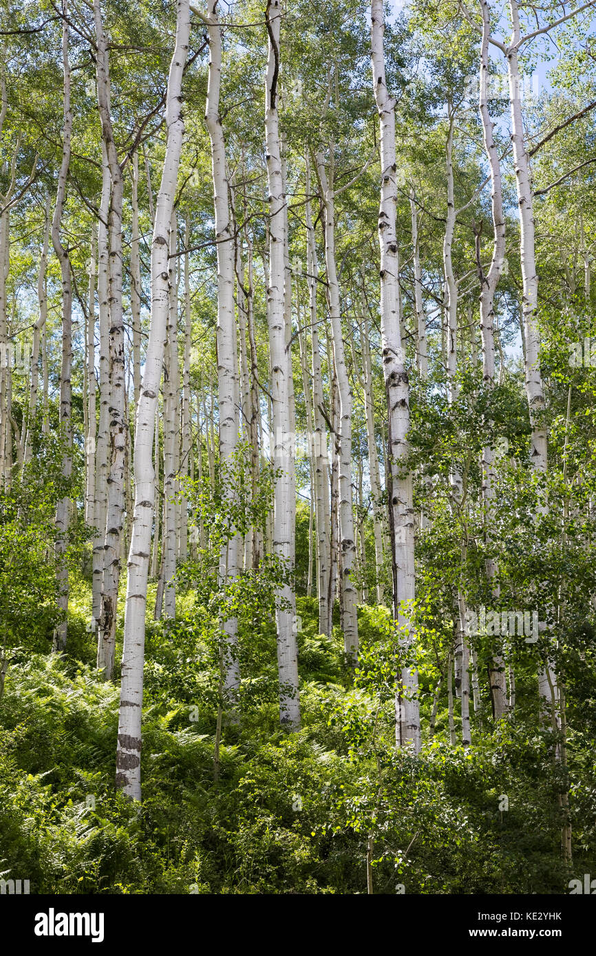 Aspen Grove, Rocky Mountain Foothills, Coloraro, Stati Uniti Foto Stock