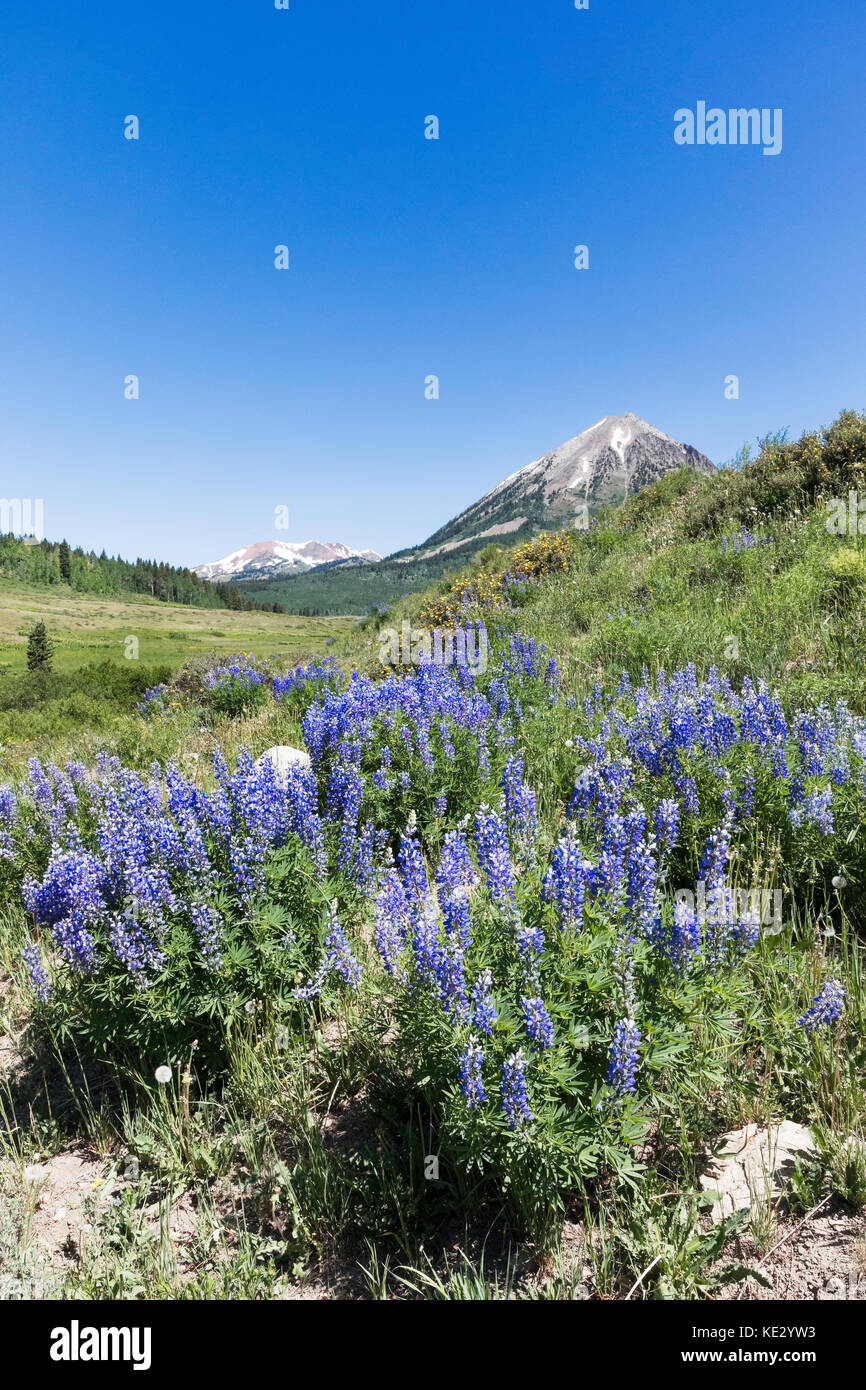 Lupino argenteo (Lupinus argenteus) copre le colline ai piedi delle Montagne Rocciose, Colorado, STATI UNITI D'AMERICA Foto Stock