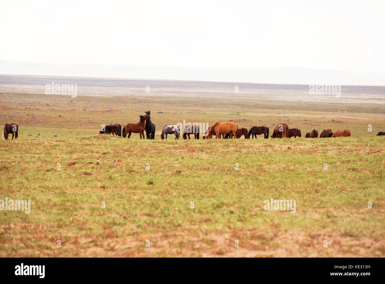 Alimentazione cavalli su erba verde prato Foto Stock