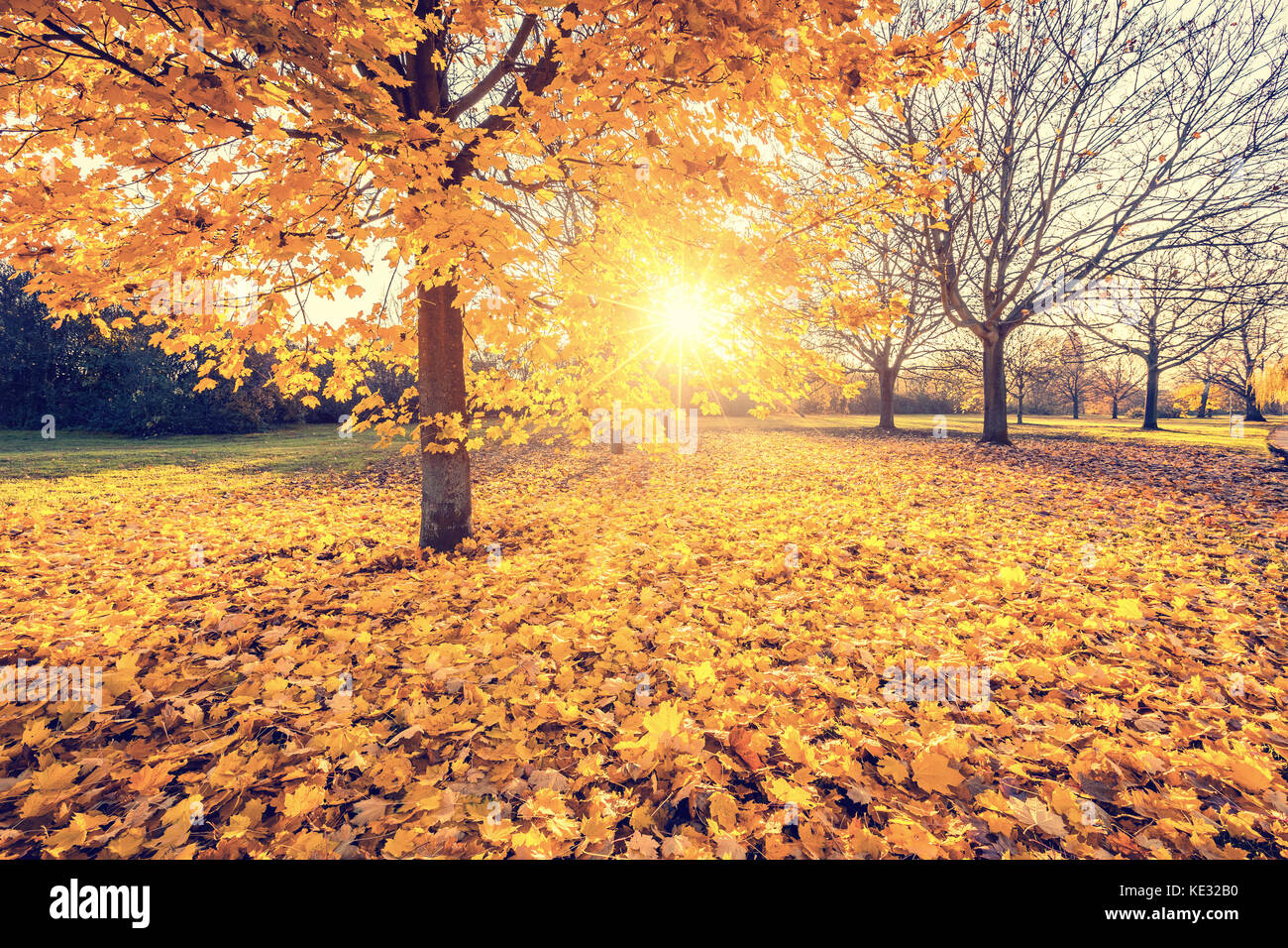 Soleggiato aceri di Autunno nel parco Foto Stock Soleggiato aceri di Autunno nel parco Foto Stock