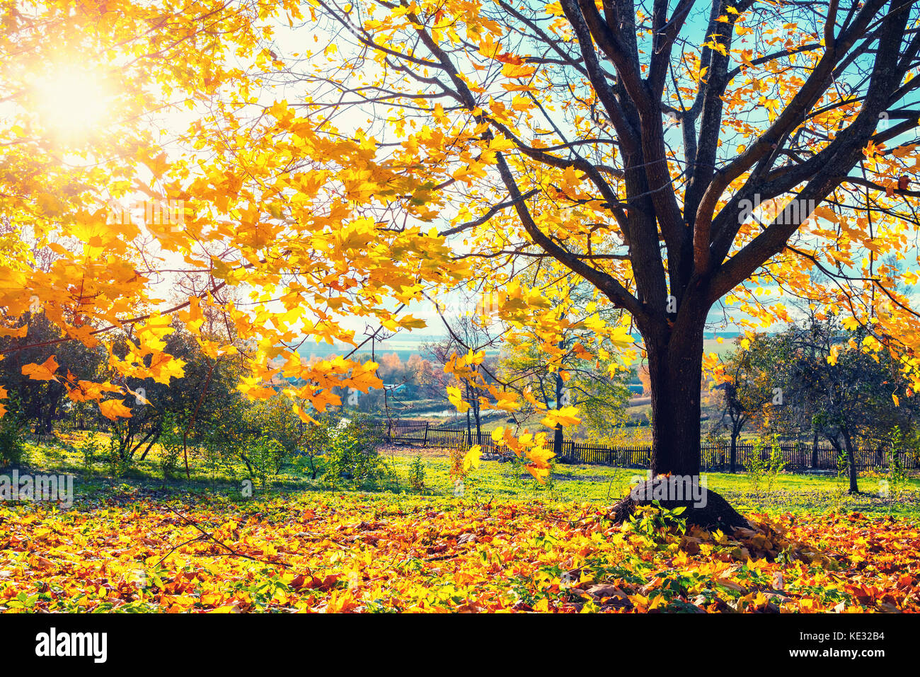 Luminose autunno acero Foto Stock
