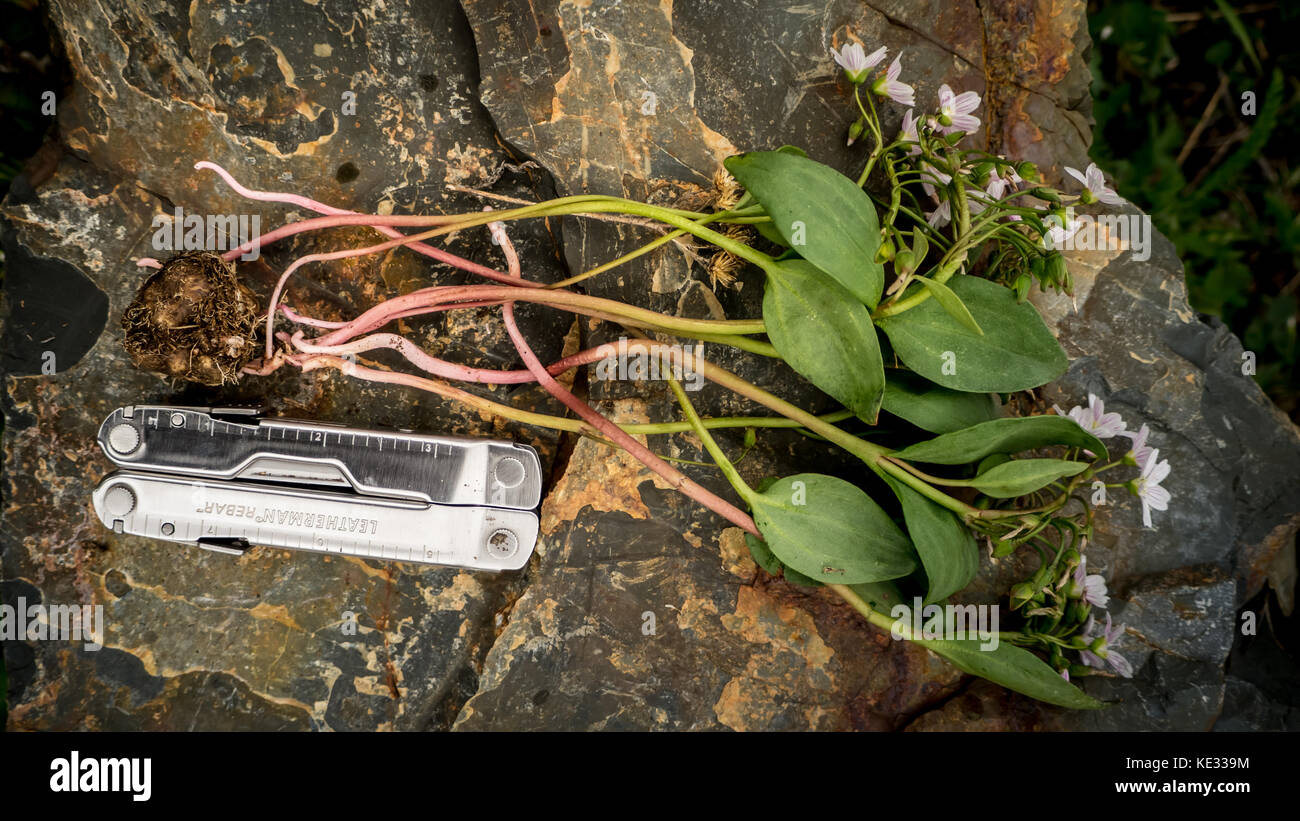 Bellezze primaverili (patate selvatiche) che si possono trovare lungo il sentiero nel South Chilcotin Mountain Park (BC, Canada) - dimensioni rispetto al leatherman. Foto Stock