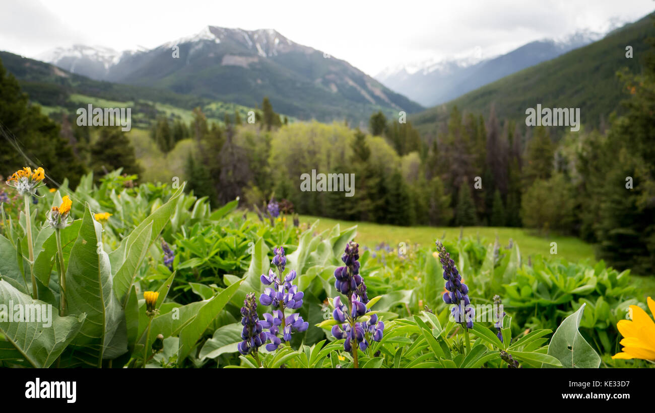 Primo piano di fiori selvatici (lupini, radice di Balsam) in un prato alpino in una giornata buia e piovosa - South Chilcotin Mountain Park, BC, Canada Foto Stock