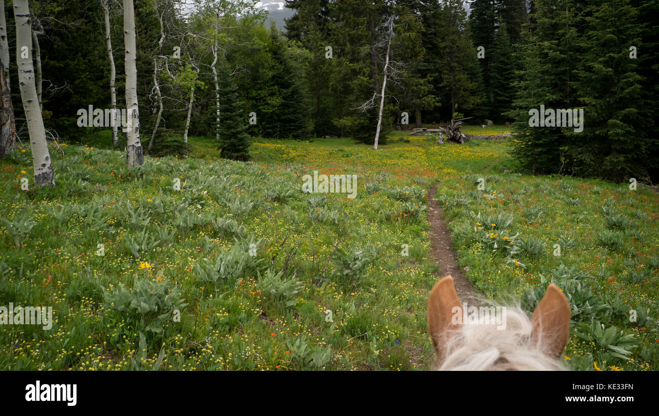 Nel Sud Chilcotin Mountain Park, BC, Canada Foto Stock