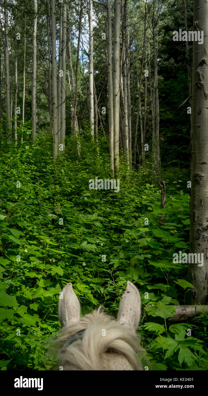 Passeggiate a cavallo nella natura selvaggia, attraverso una foresta di Aspen-Thimble Berry dal punto di vista di un cavallo bianco (orecchie di cavallo) - Bridge River Valley, BC, Canada Foto Stock
