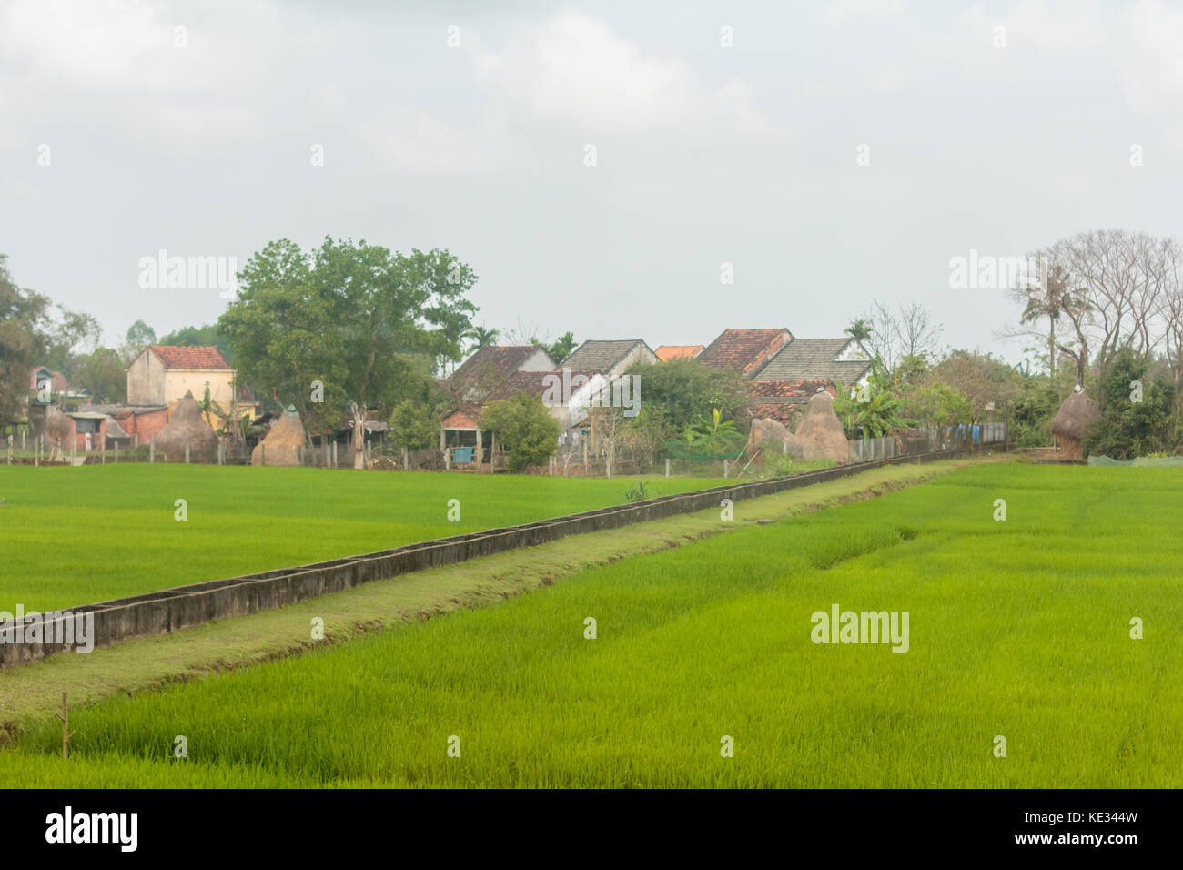Campi di riso del vietnam del sud. Foto Stock
