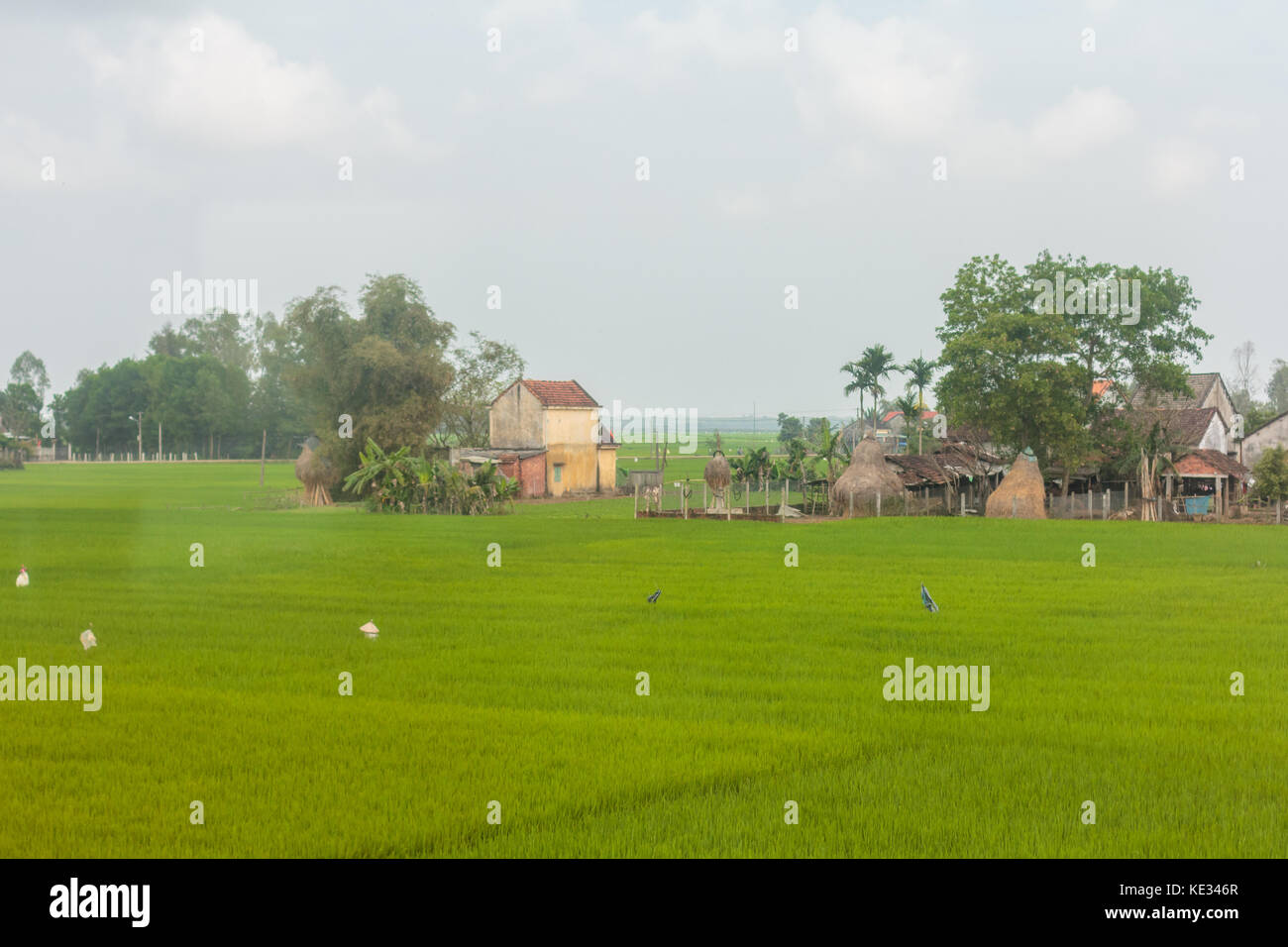 Campi di riso del vietnam del sud. Foto Stock