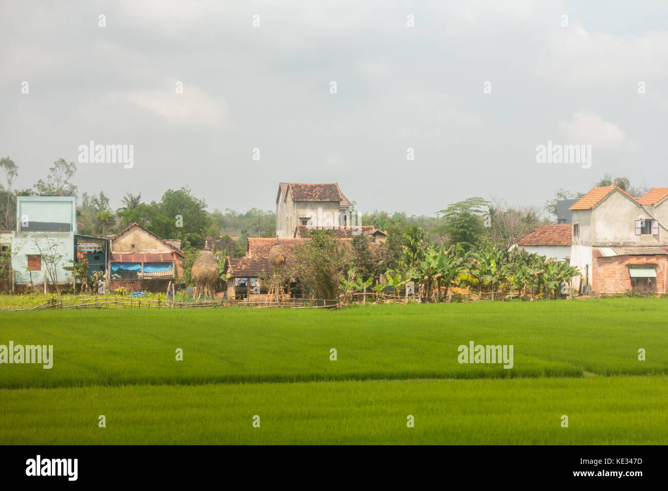 Campi di riso del vietnam del sud. Foto Stock