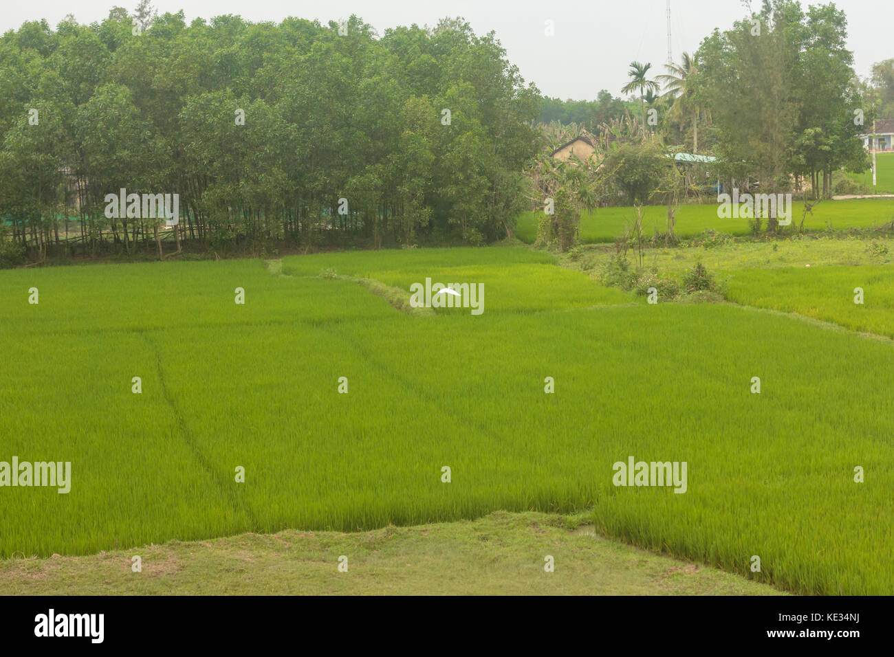 Isolato campo di riso nel Vietnam del sud. Foto Stock