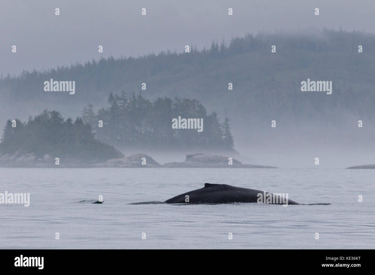 Mattinata nebbiosa con una megattera di fronte la piccola isola dell'arcipelago di broughton provinciale parco marino fuori dall'isola di Vancouver in British Columbia, Canada Foto Stock