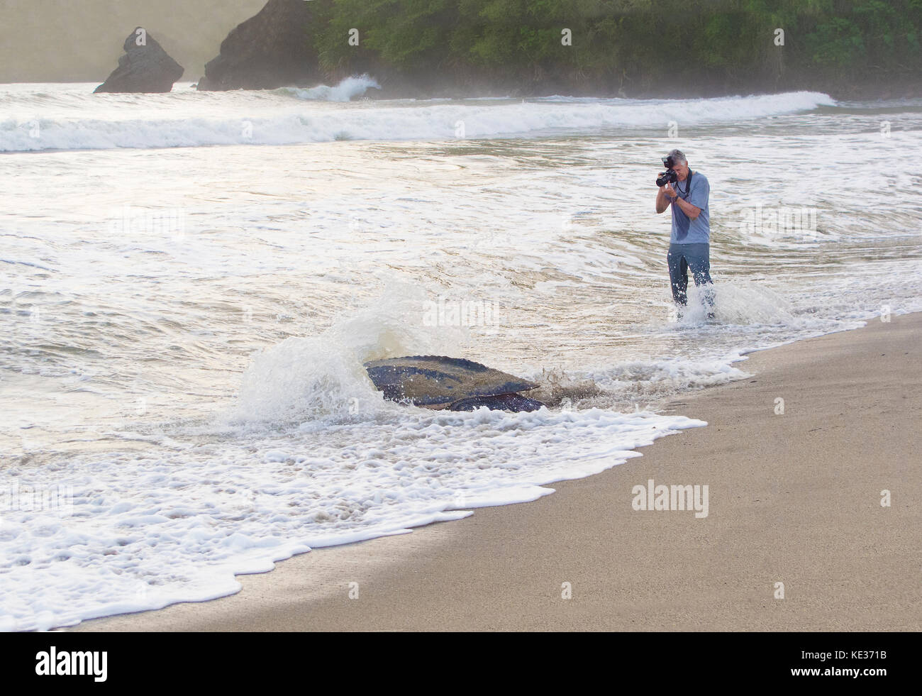 Liuto di nidificazione della tartaruga di mare (Dermochelys coriacea), Grande Riviere beach, Trinidad. Foto Stock
