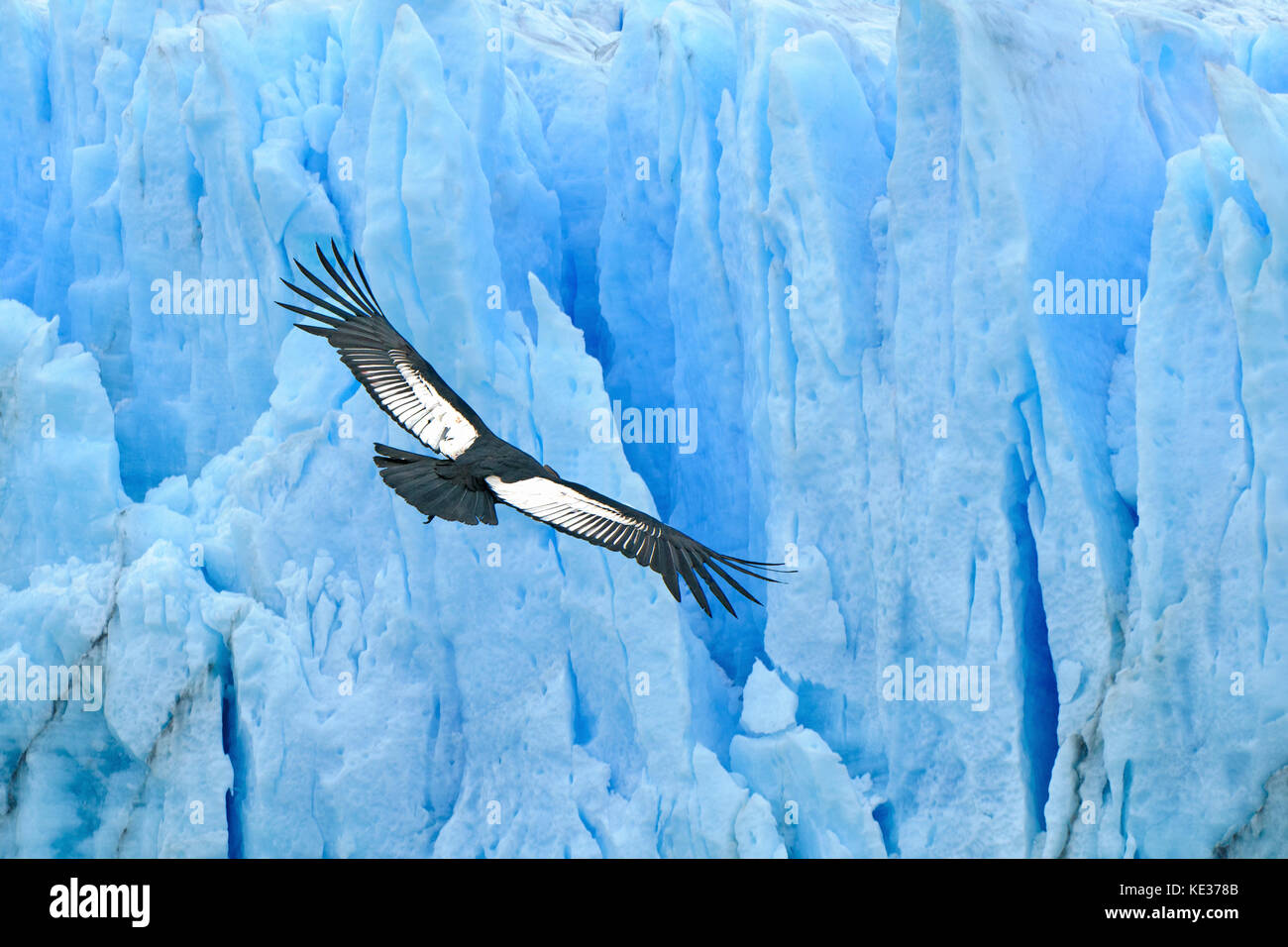 Maschio adulto condor andino (Vultur gryphus), innalzano oltre il Perito Merino ghiacciaio, parco nazionale Los Glaciares, Sud Patagonia, Argentina Foto Stock
