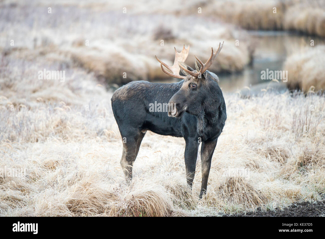 Adulto bull moose (Alces alces), Canadian Rockies, Alberta Foto Stock