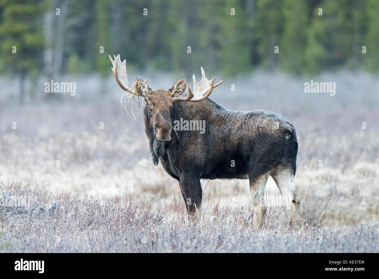 Adulto bull moose (Alces alces), Canadian Rockies, Alberta Foto Stock