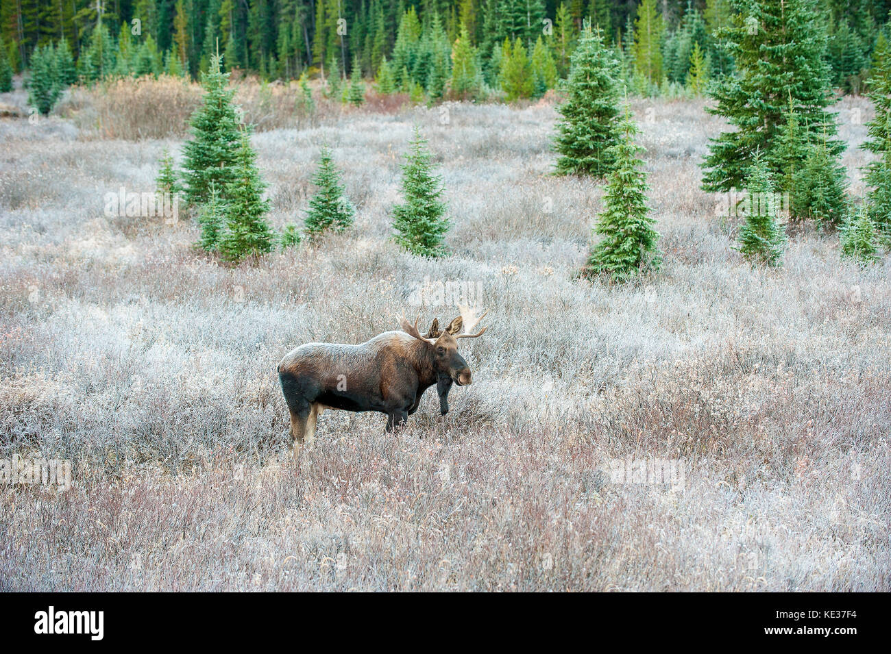 Adulto bull moose (Alces alces), Canadian Rockies, Alberta Foto Stock