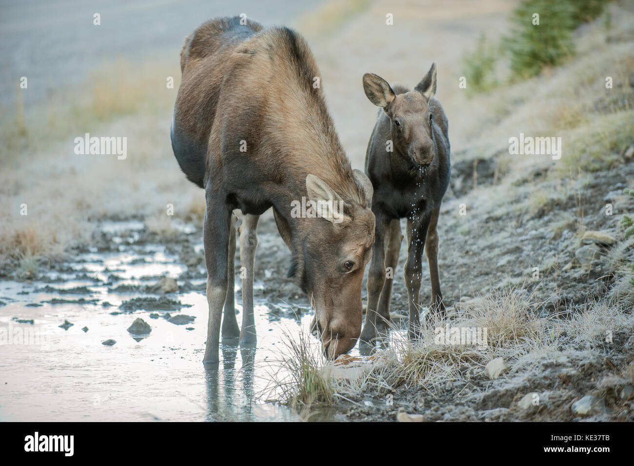 Madre di alci polpaccio (Alves alces) e 4 mesi di età di vitello, Canadian Rockies, Alberta Foto Stock