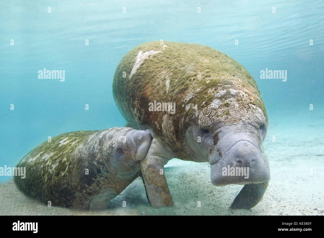 Florida lamantino (Trichechus manatus latirostris), madre & Assistenza infermieristica di vitello, Crystal River, west-Central Florida U.S.A. Foto Stock