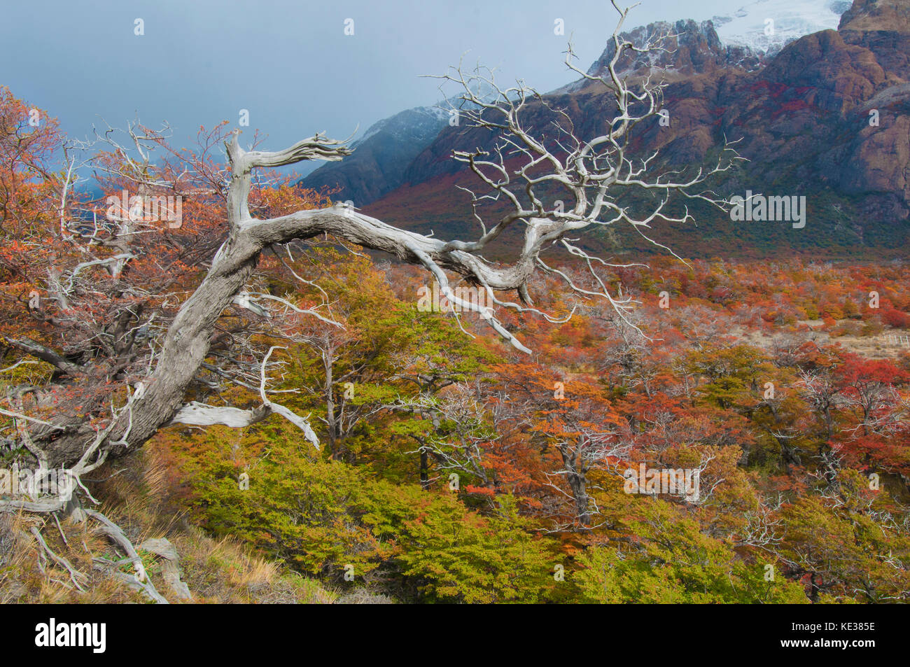 Beeches meridionale (Nothofagus) in autunno, parco nazionale Los Glaciares, sud dell Argentina Foto Stock