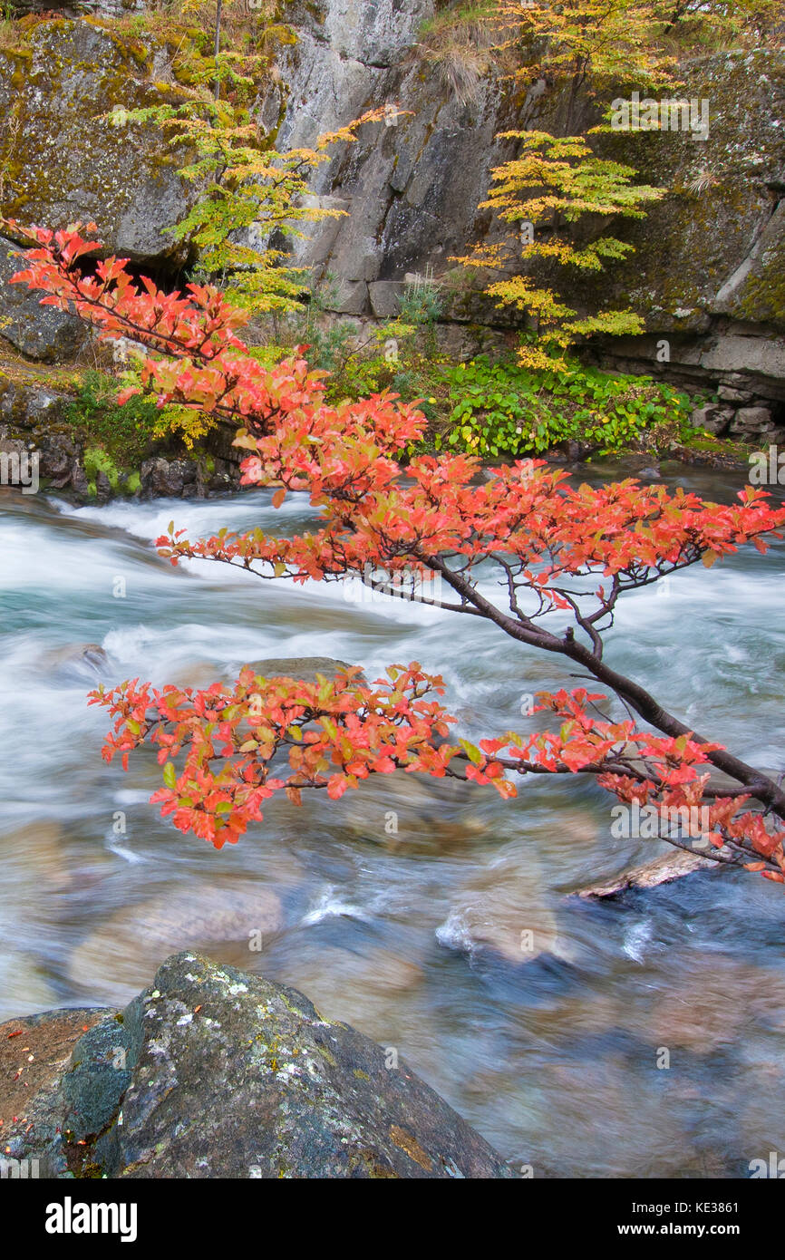 Beeches meridionale (Nothofagus) in autunno, parco nazionale Los Glaciares, sud dell Argentina Foto Stock