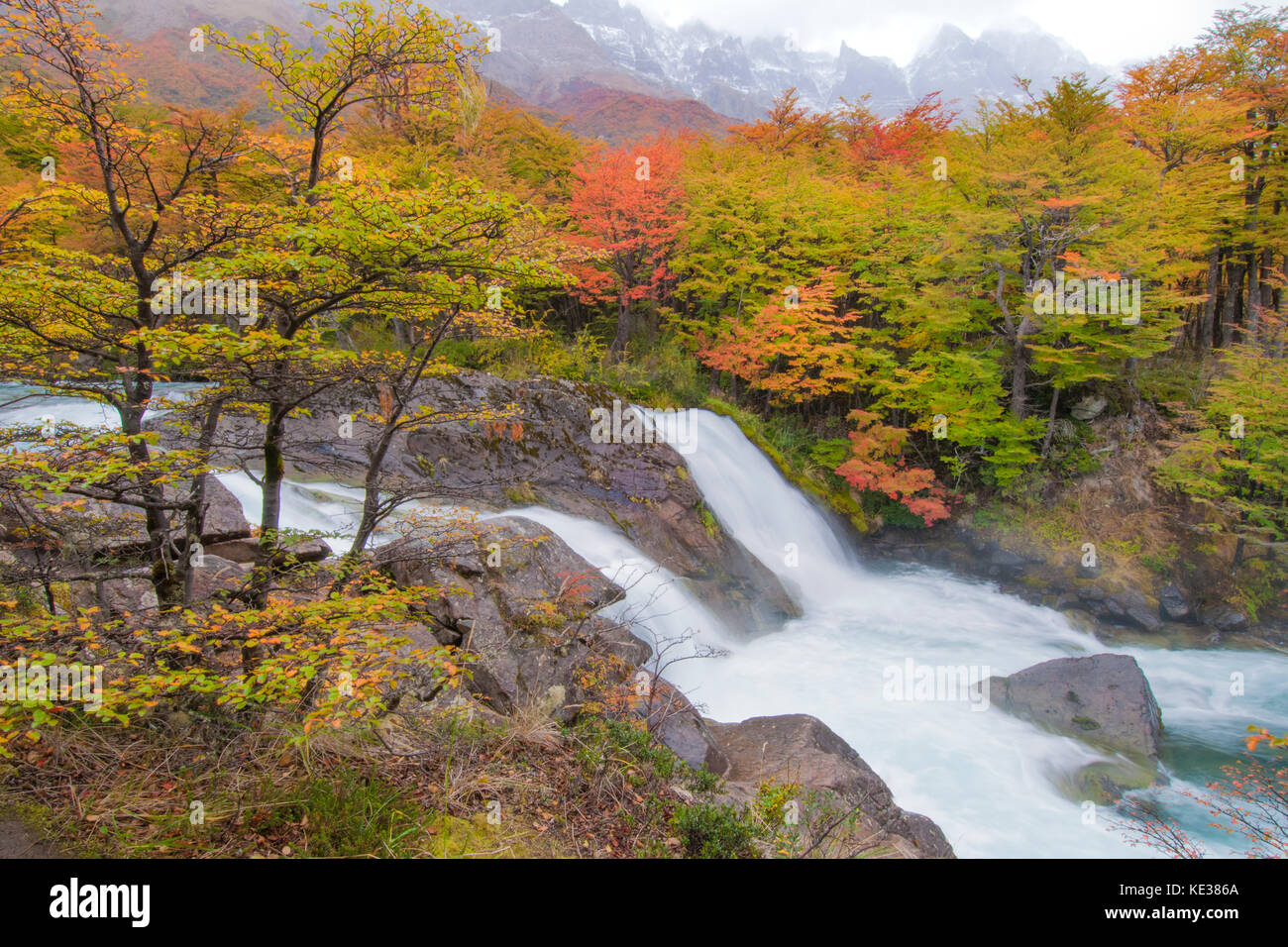 Beeches meridionale (Nothofagus) in autunno, parco nazionale Los Glaciares, sud dell Argentina Foto Stock