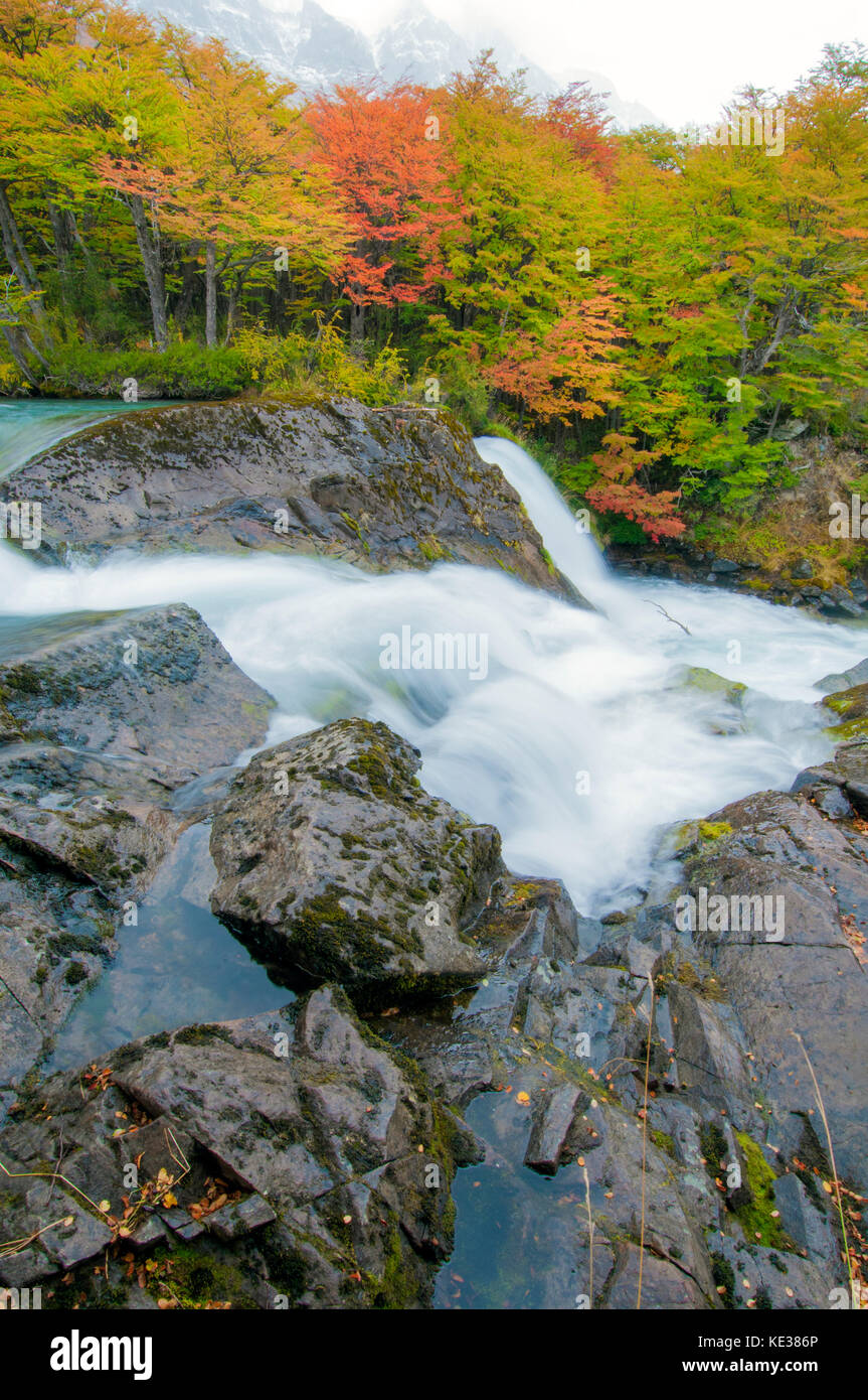 Beeches meridionale (Nothofagus) in autunno, parco nazionale Los Glaciares, sud dell Argentina Foto Stock