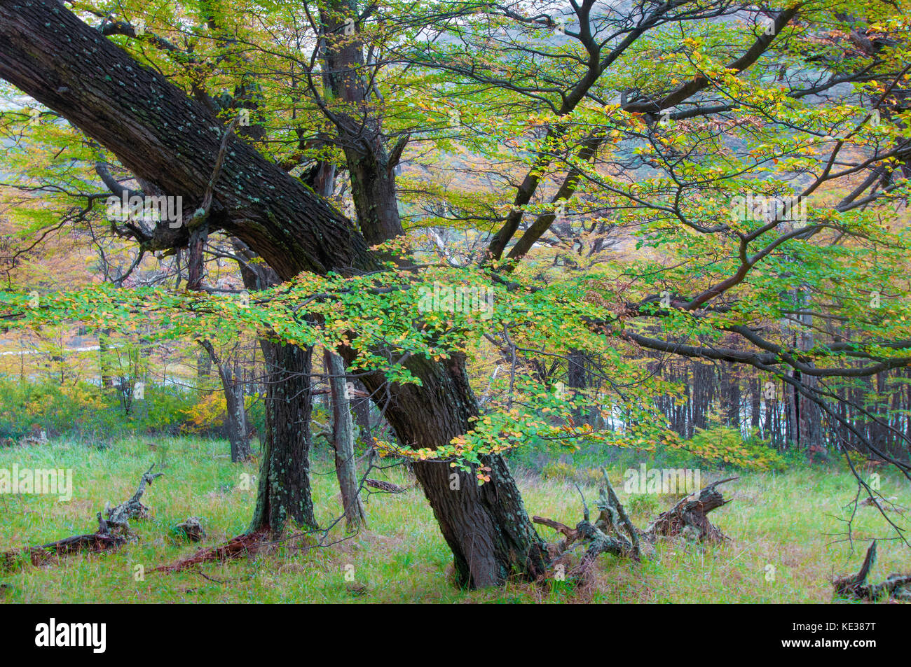 Beeches meridionale (Nothofagus) in autunno, parco nazionale Los Glaciares, sud dell Argentina Foto Stock