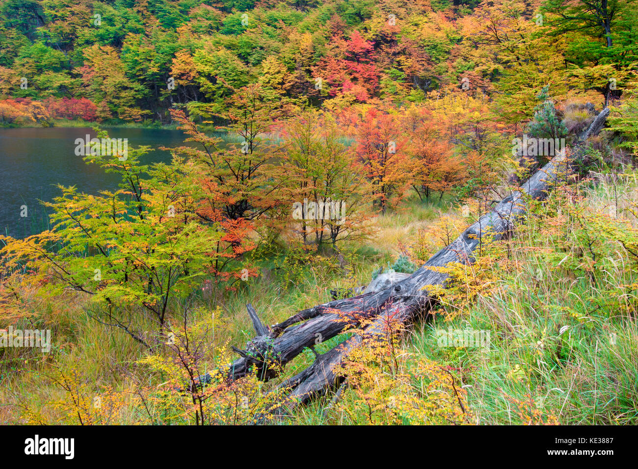 Beeches meridionale (Nothofagus) in autunno, parco nazionale Los Glaciares, sud dell Argentina Foto Stock