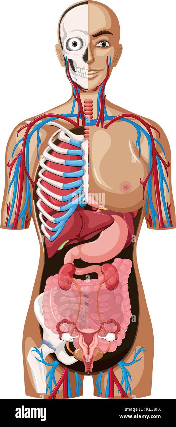 Anatomia umana su sfondo bianco illustrazione Illustrazione Vettoriale