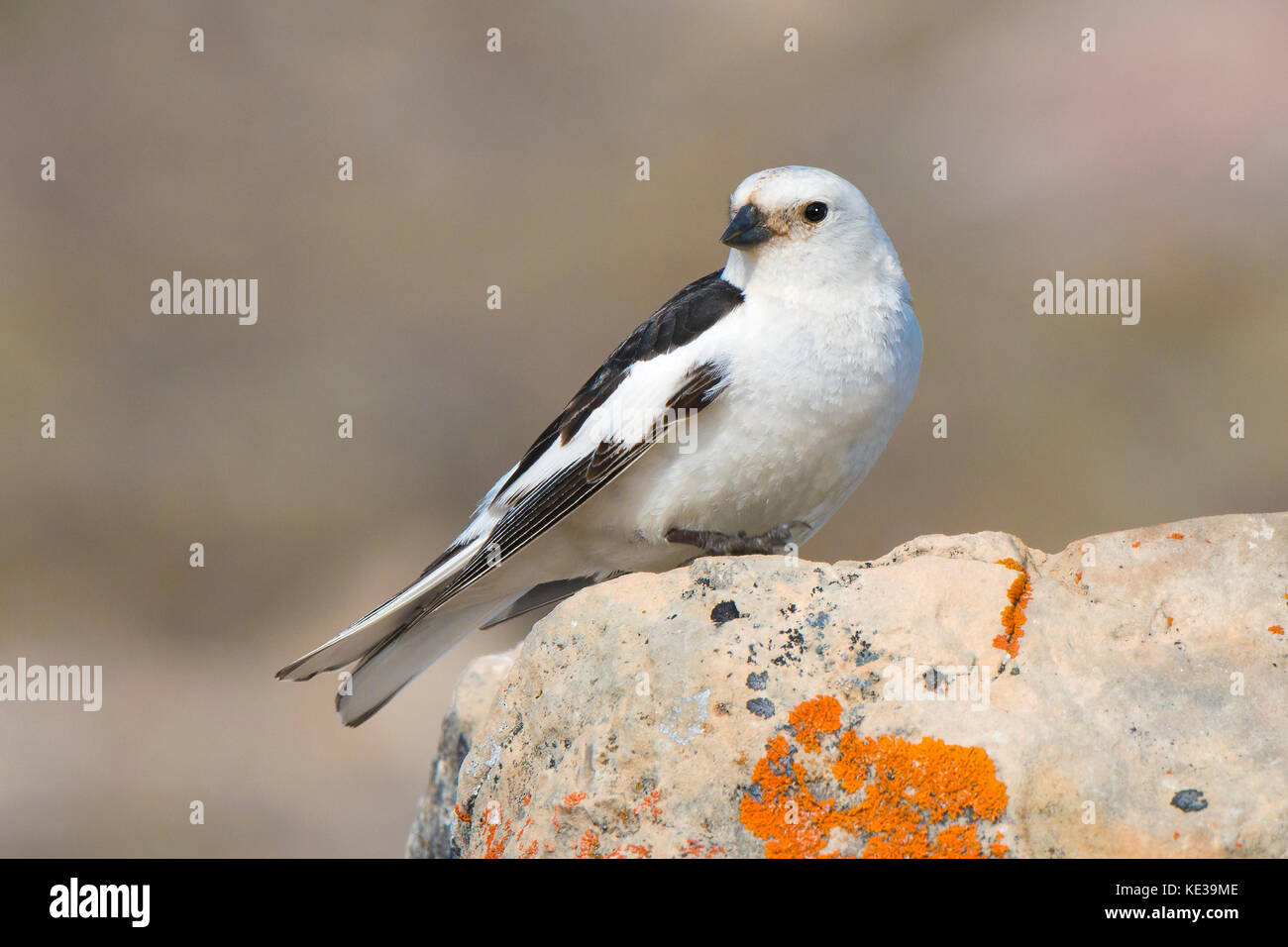 Maschio adulto snow bunting (Plectrophenax nivalis) fornitura di cibo per i suoi nidiacei, Victoria Island, Nunavut, Canada Artico Foto Stock