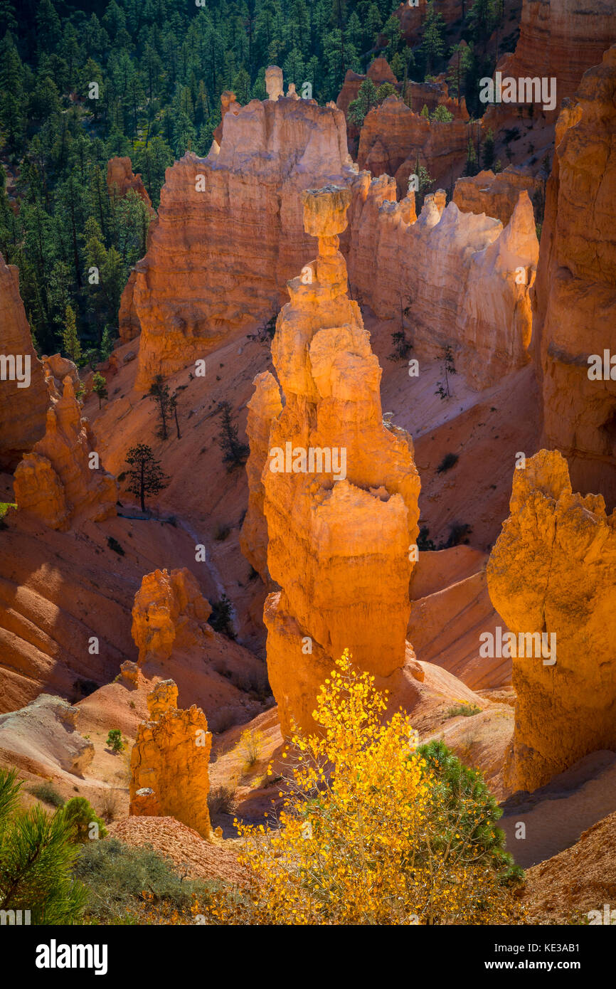 Parco Nazionale di Bryce Canyon, una distesa di riserva nel sud dello Utah, è noto per il crimson-hoodoos colorati, che sono la guglia a forma di formazioni di roccia. La pa Foto Stock