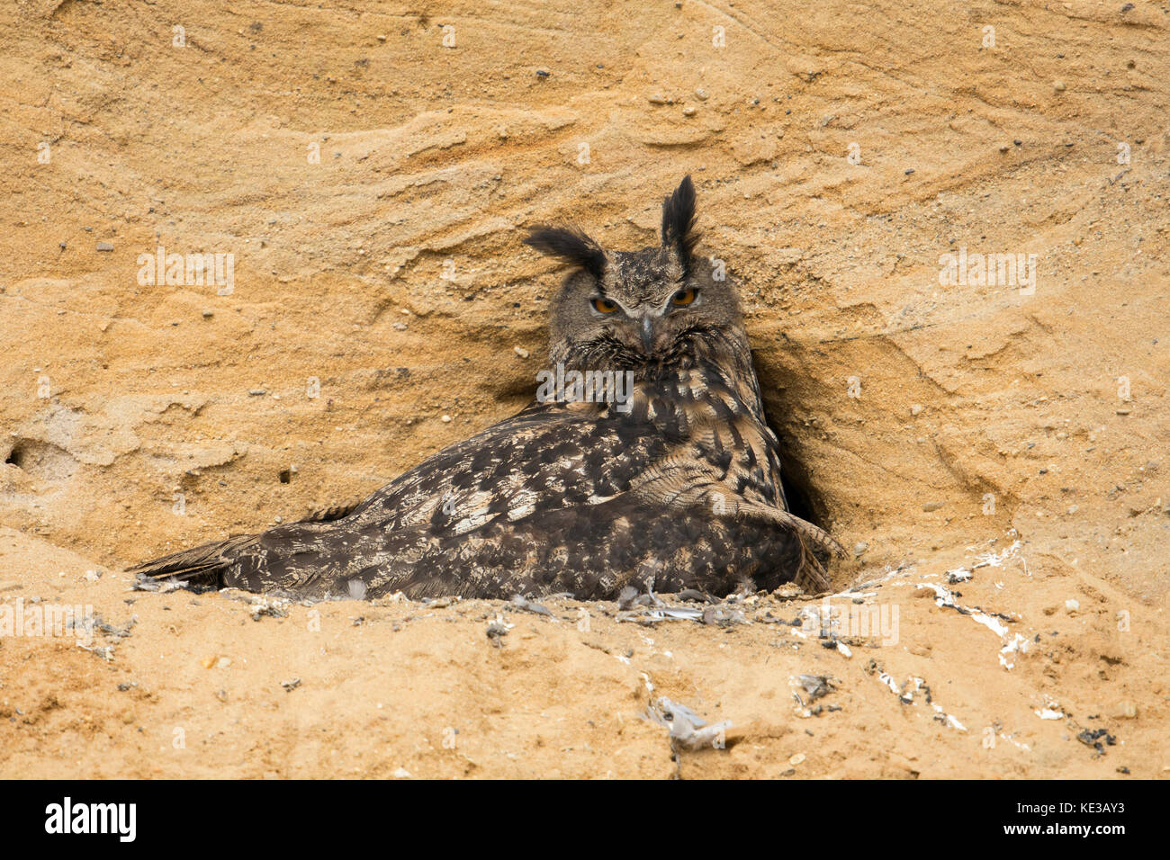 Gufo reale / Europaeischer Uhu ( Bubo bubo ), sito di riproduzione, adulto raccogliendo i suoi pulcini, in una buca di sabbia, la fauna selvatica, l'Europa. Foto Stock