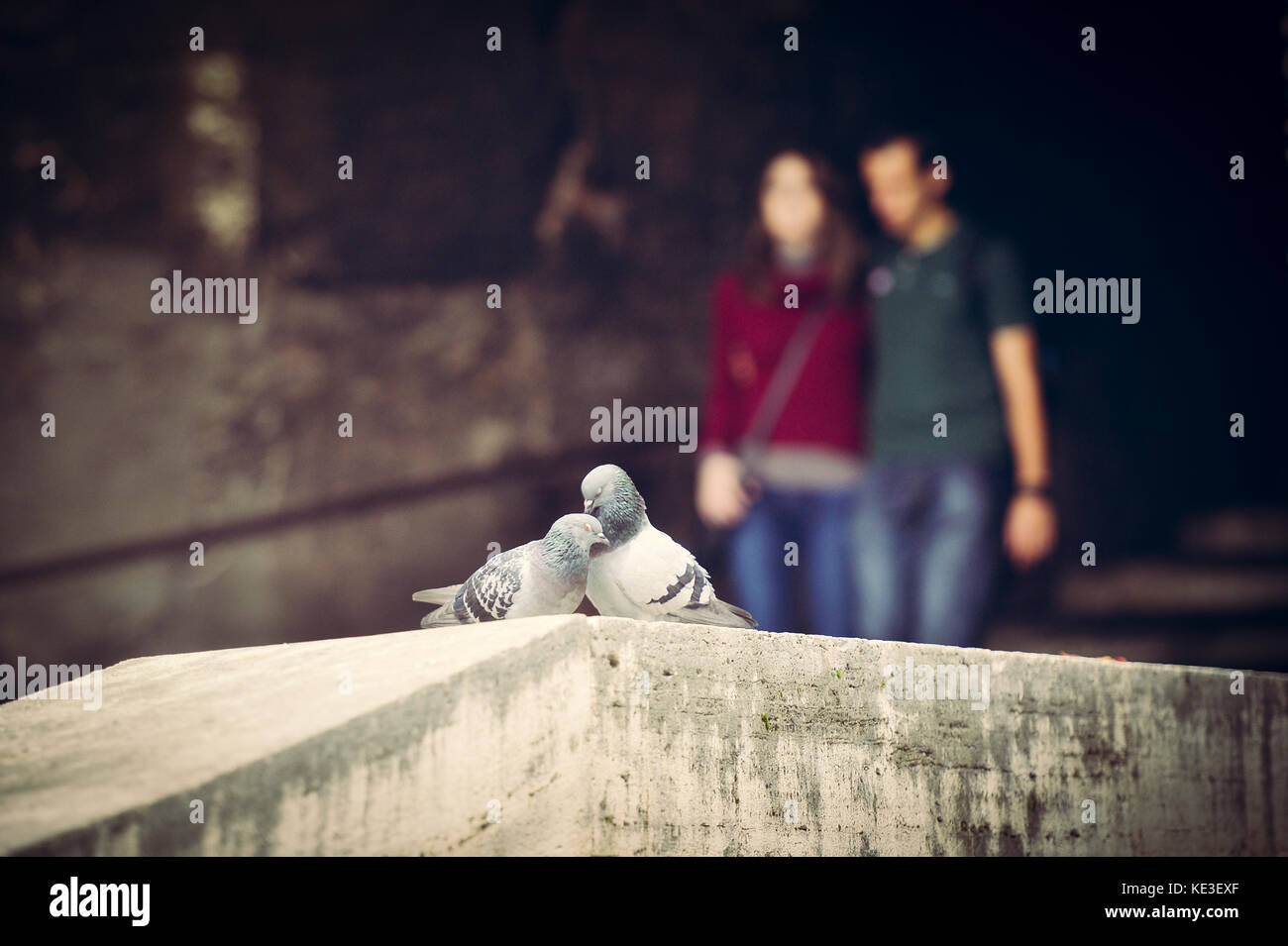 Un paio di amare i piccioni e una coppia di sposi in background in Roma, Italia Foto Stock