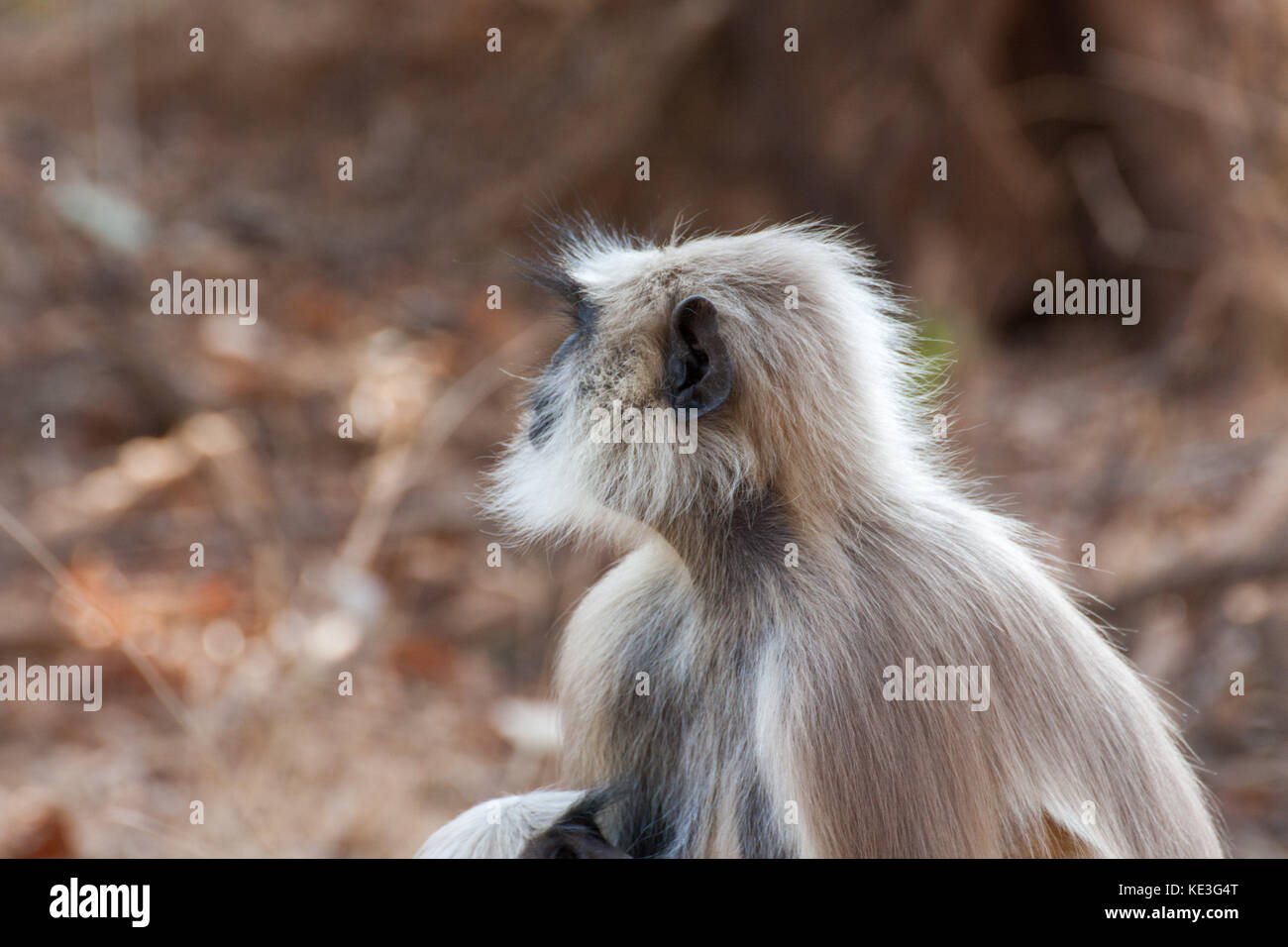 Grigio Langur o Hanuman Langur (Semnopithecus) anche denominato Leaf Monkey Foto Stock