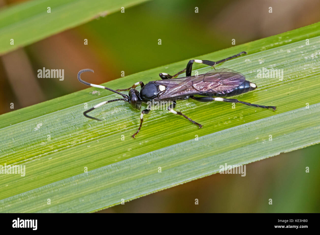 Un parassita ichneumon wasp in appoggio su una canna Foto Stock