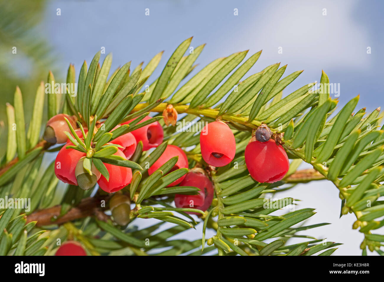 Yew coni o frutti di bosco su un albero femmina in autunno. Foto Stock