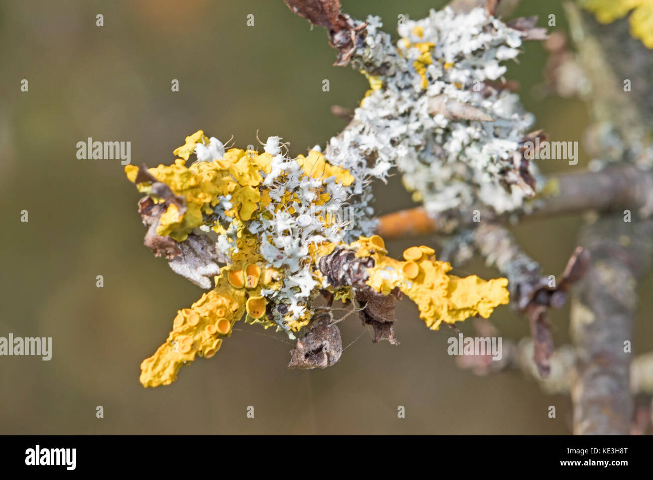 Comune lichene arancione su un ramoscello Foto Stock