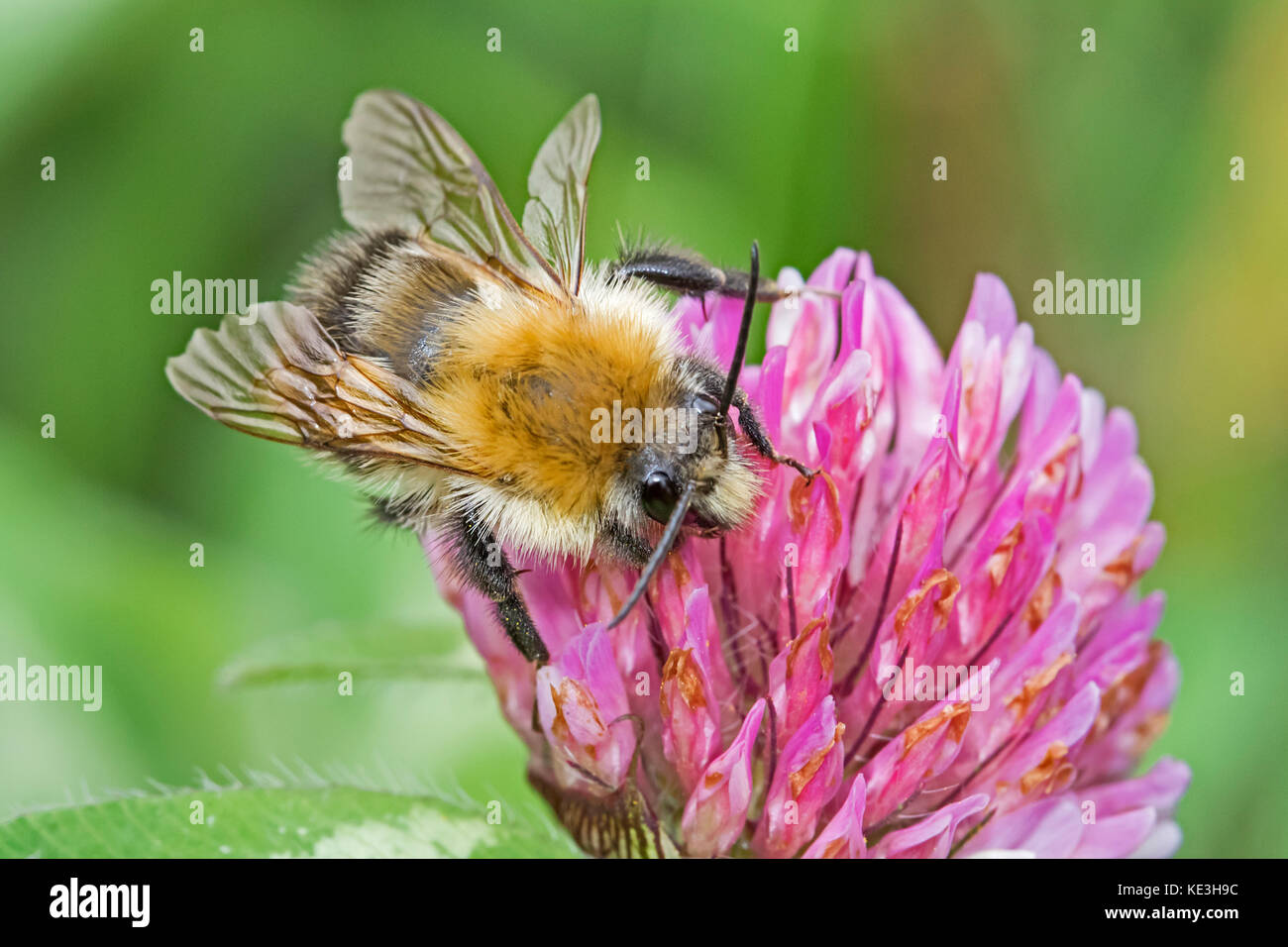 Carda comune bumblebee avanzamento sul trifoglio rosso Foto Stock