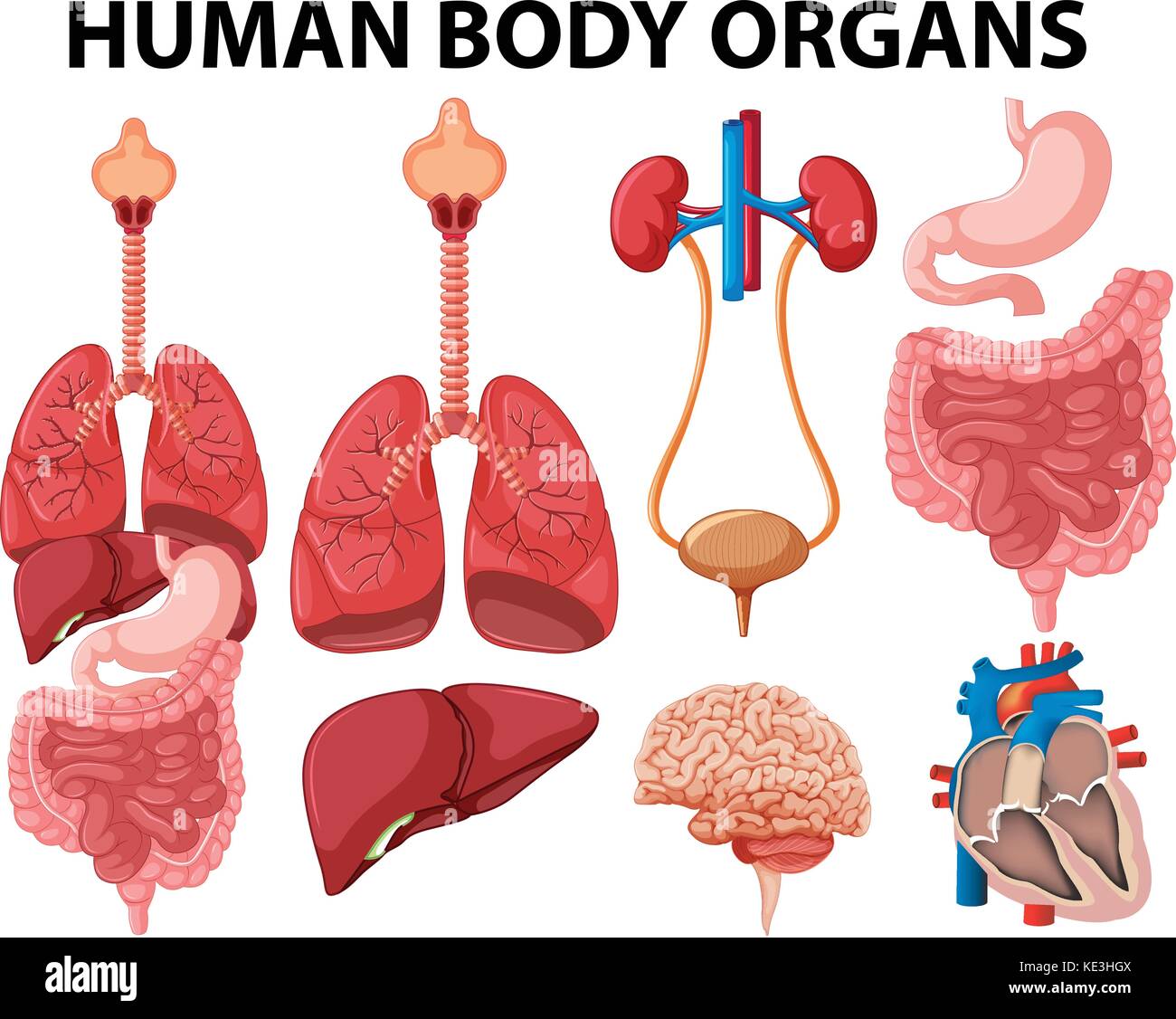 Differenti Tipi Di Organi Del Corpo Umano Illustrazione Immagine E