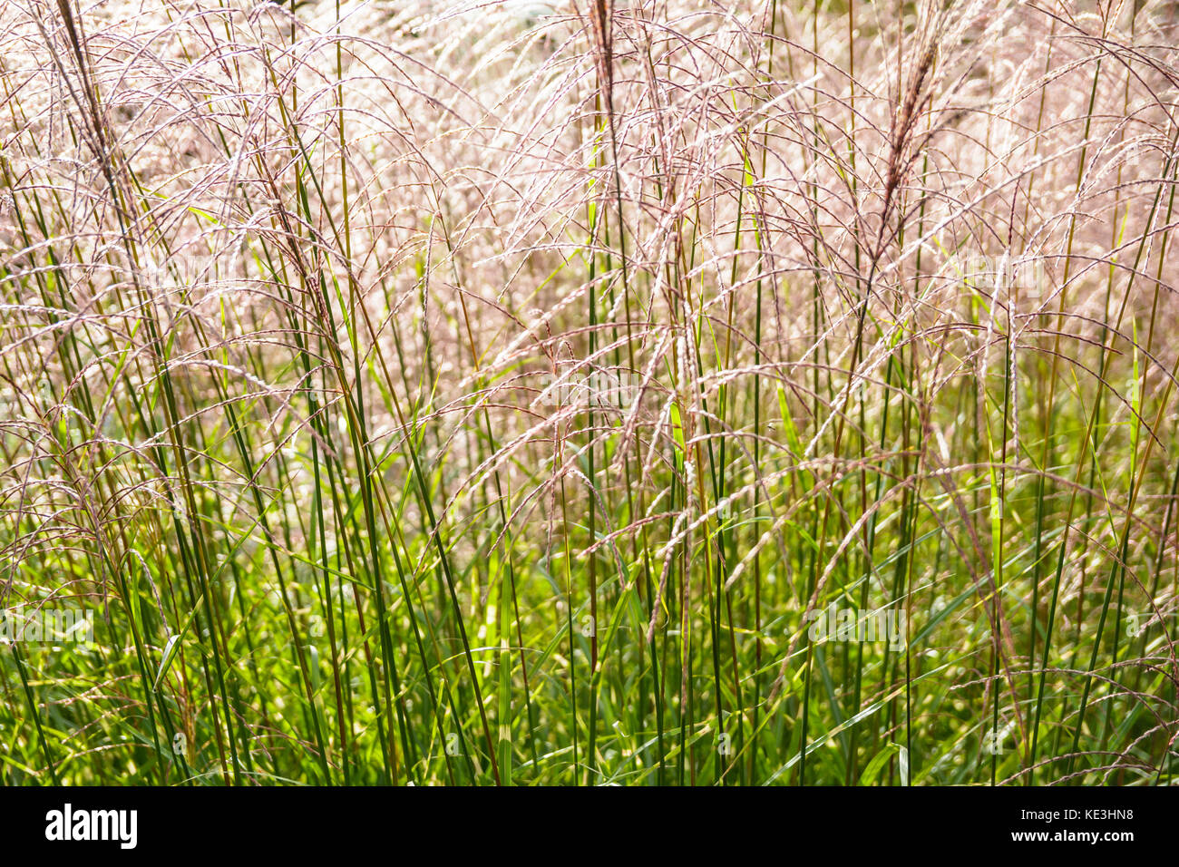 Eulalia chinese silvergrass immagini e fotografie stock ad alta risoluzione  - Alamy